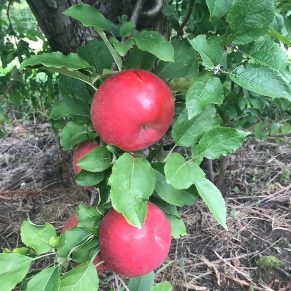 Meet your Posher, Rhio - Picture 1 of 1